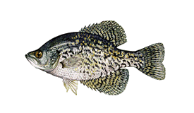 Crappie-Speck